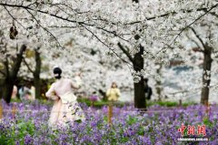 湖北武汉：春日盛景 东湖樱花
